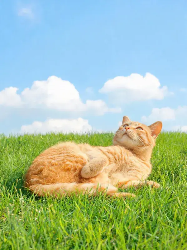 橘色短毛家猫在草地上的休憩场景