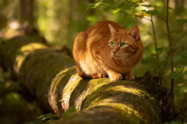 橘色短毛家猫于森林倒木上的状态