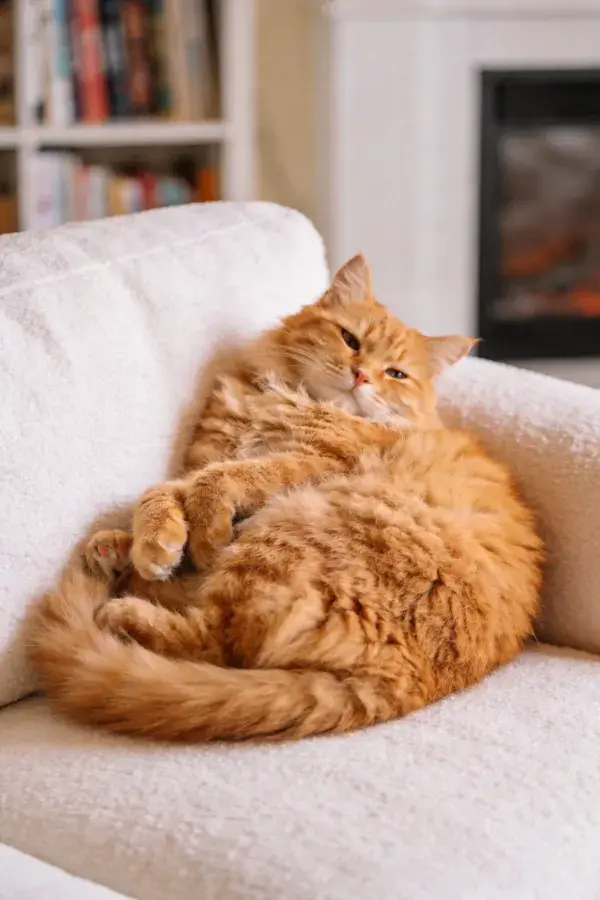 室内沙发上的橙棕色长毛家猫