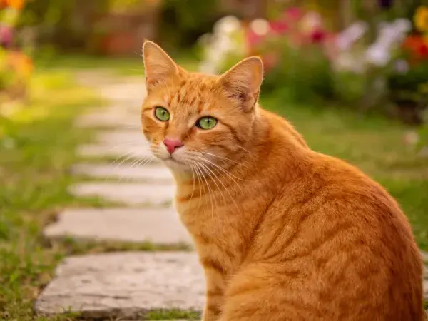 短毛橘色虎斑猫在花园石径处