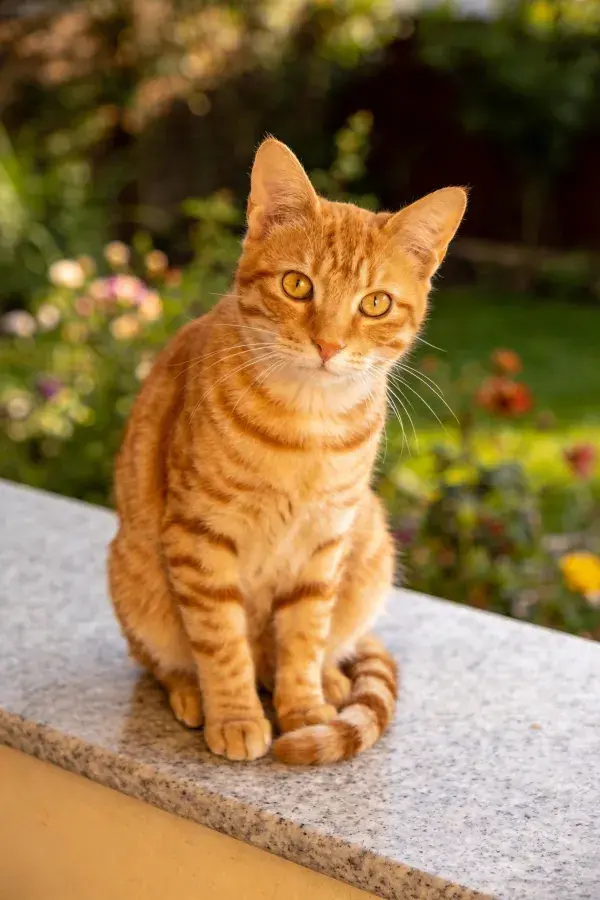 花园石栏旁的橘色短毛家猫