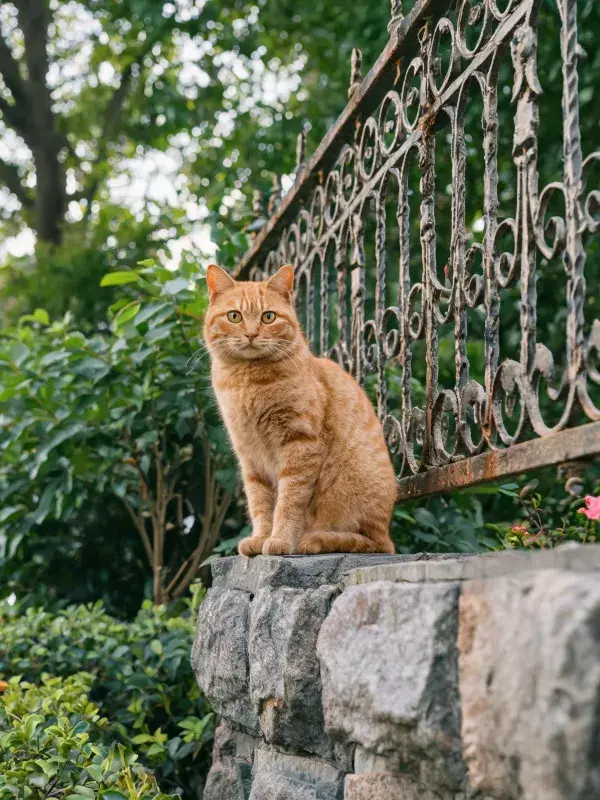 橘色短毛家猫在石墙上观察
