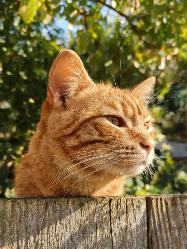 户外围栏旁的橘色虎斑猫探望景象