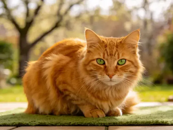 露天平台上橘色长毛猫休憩场景