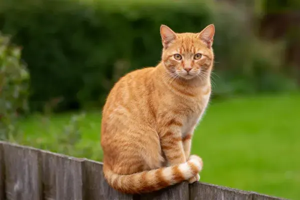 短毛橙虎斑家猫静坐木栅栏上