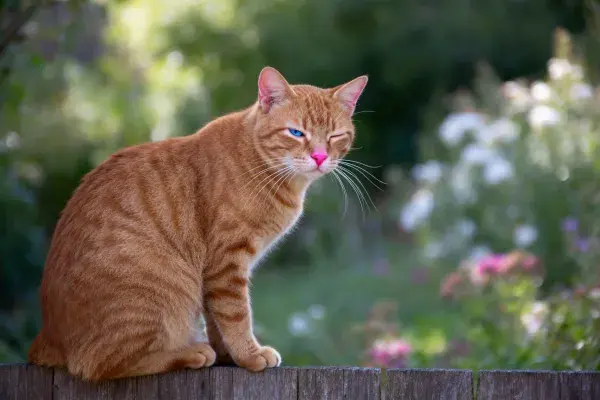 花园木栅栏上的橘色短毛家猫
