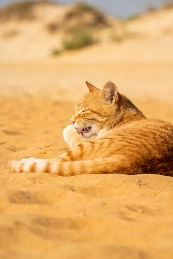 橘色短毛家猫沙地舔舐瞬间