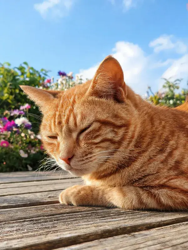 橙橘色短毛猫在木质平台上的休憩特写