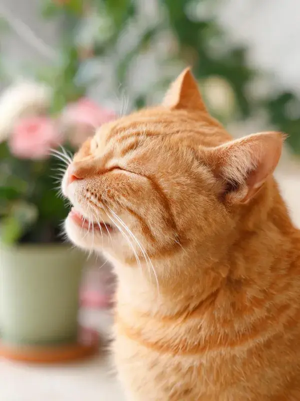 橘色短毛猫打哈欠瞬间