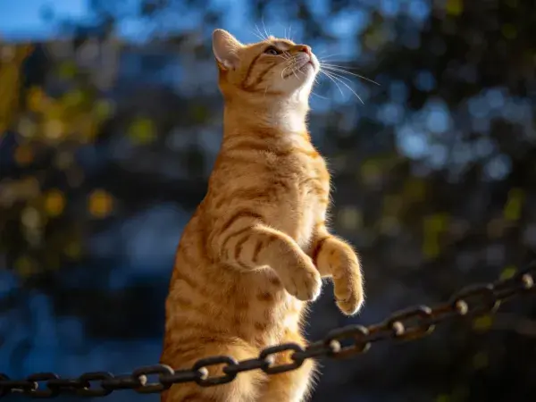 户外链条旁橘色短毛家猫观察景象