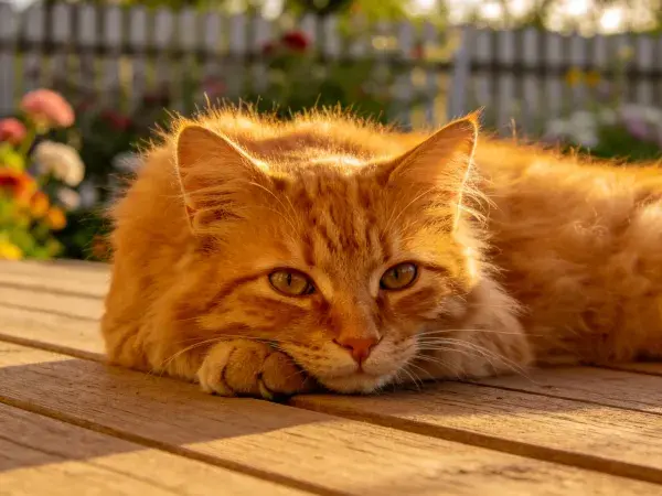 阳光下木质平台上橘色长毛猫休憩场景