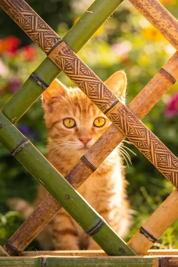 橙色短毛家猫透过竹制篱笆看花园景色