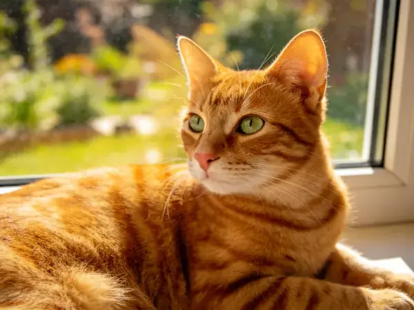 窗边橘色短毛猫观察户外场景