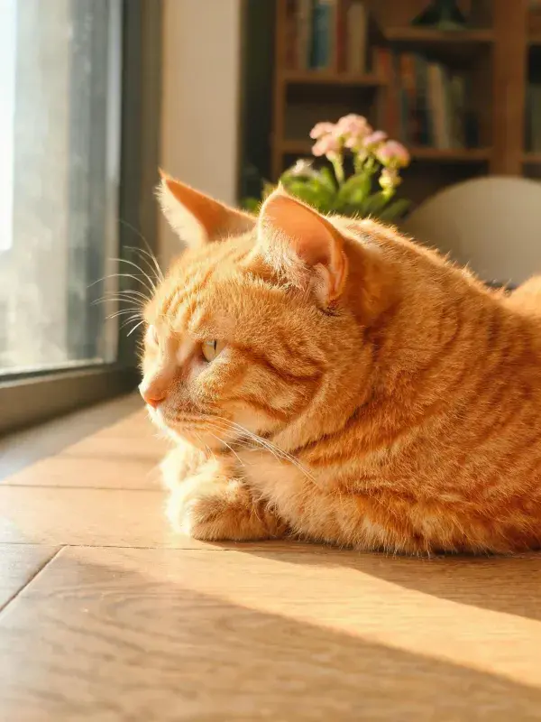 窗边暖光下的橘色短毛虎斑猫