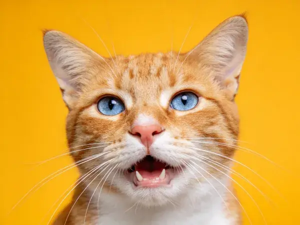 橘色短毛蓝眼家猫特写肖像