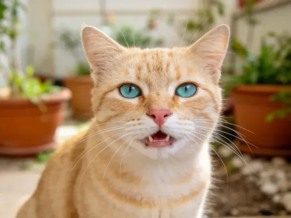 庭院中橘色蓝眼睛短毛家猫
