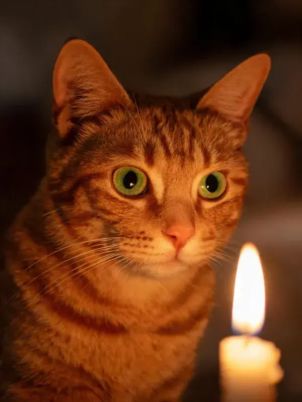 注视烛光的橘色虎斑猫
