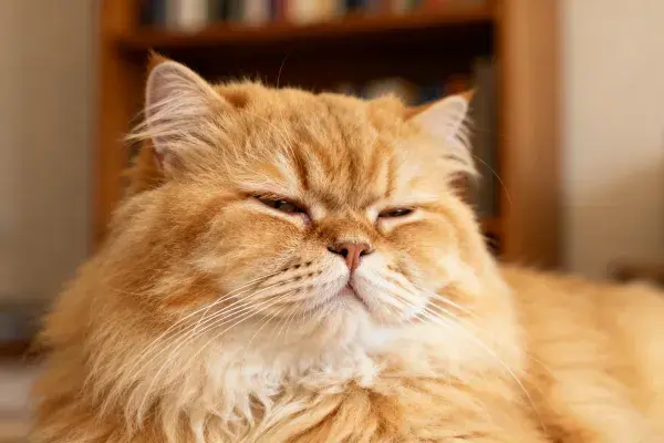 橘色波斯猫的室内休憩状态