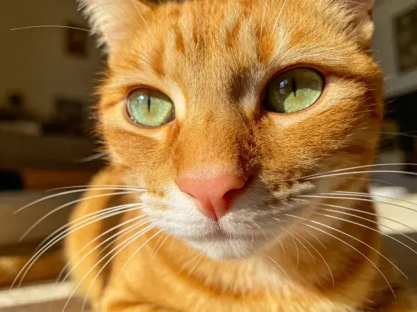 室内阳光下的橘色短毛猫特写
