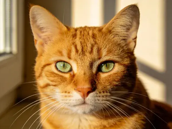 阳光下橘色虎斑猫凝视特写