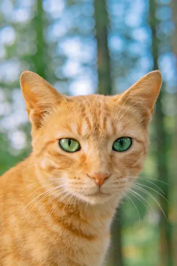 橘色虎斑短毛家猫凝视树林背景