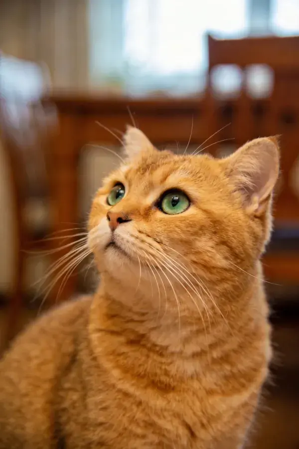 室内木质家具前的短毛橘猫