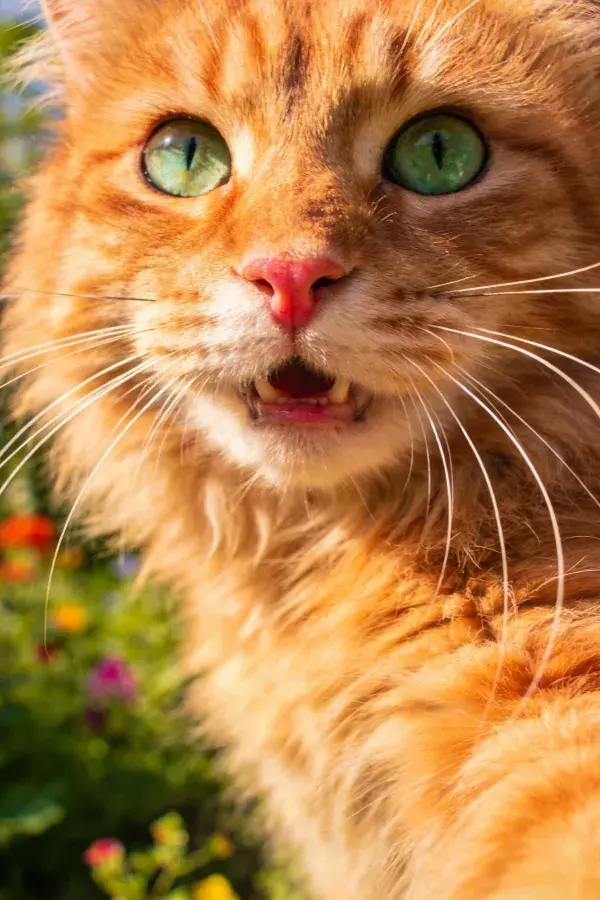 花园中橙棕色长毛猫特写