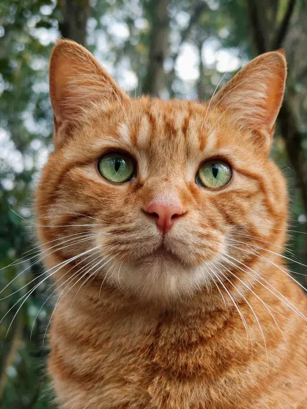 橘色短毛猫在树林前的特写