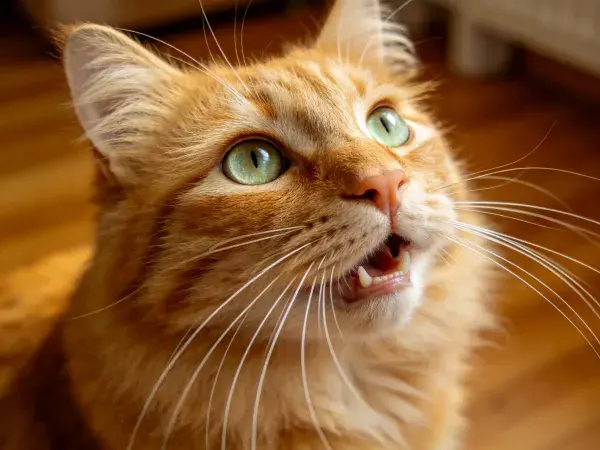 橙毛缅因猫特写镜头展现细节质感
