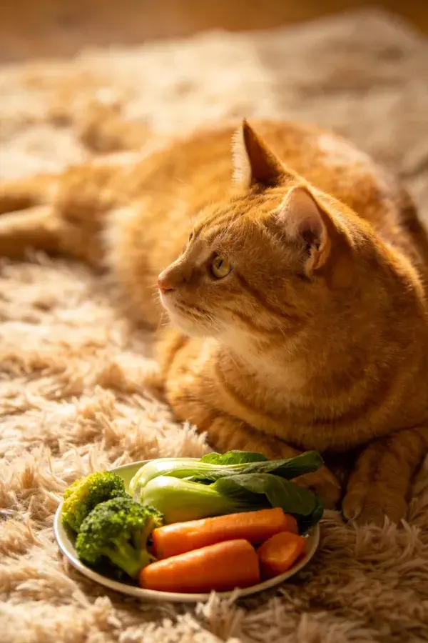 橘色短毛家猫与盘中蔬食在绒毯上的特写