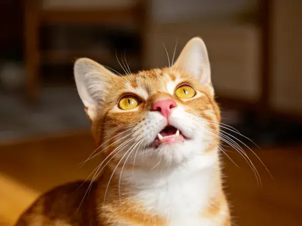 橘白相间短毛家猫特写