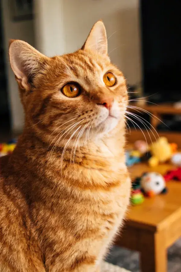 橘色短毛家猫凝视瞬间