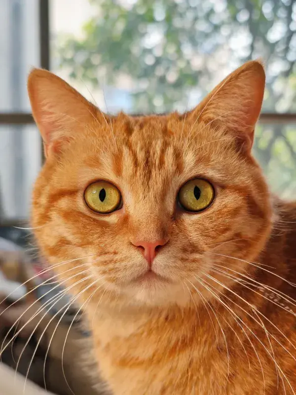 橘色虎斑猫近距离注视镜头的画面