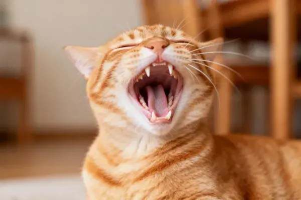 室内木质家具旁打哈欠的橘色短毛家猫
