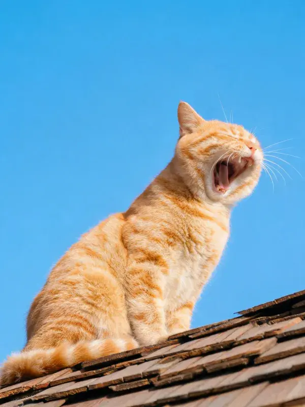 橘色虎斑猫于屋顶张嘴瞬间