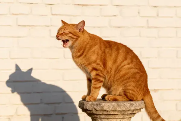 橘色短毛家猫在石质底座上打哈欠