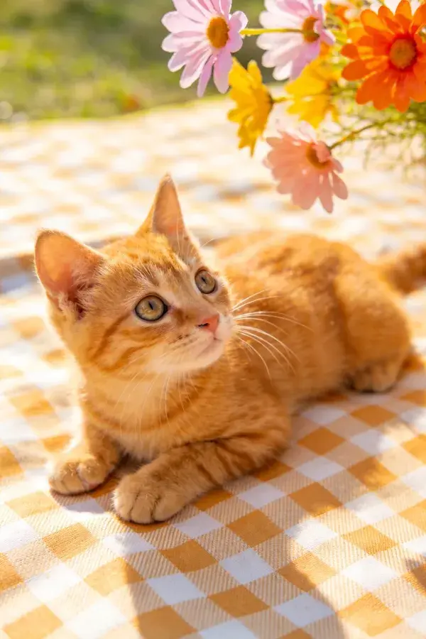 橘色短毛家猫躺卧方格布上