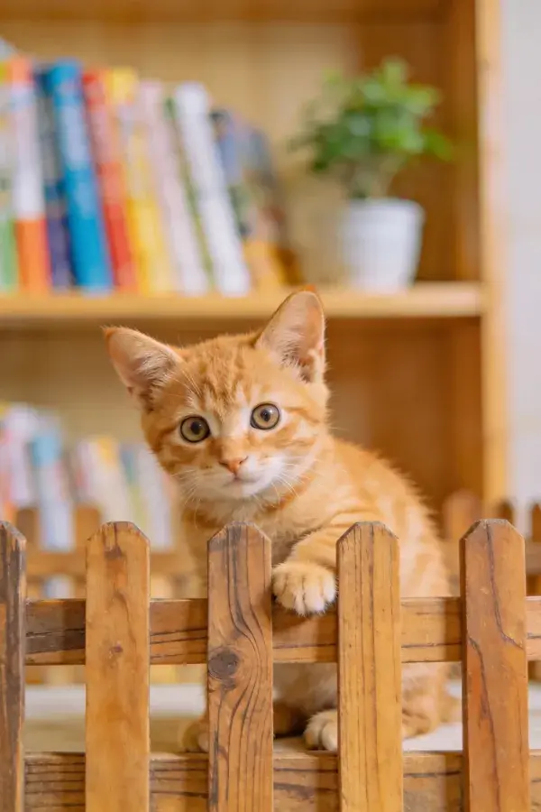 书房书架前的橘色短毛家猫