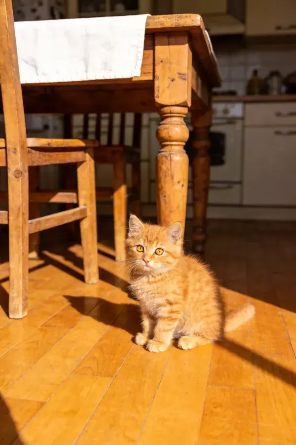 橘色短毛家猫在厨房角落