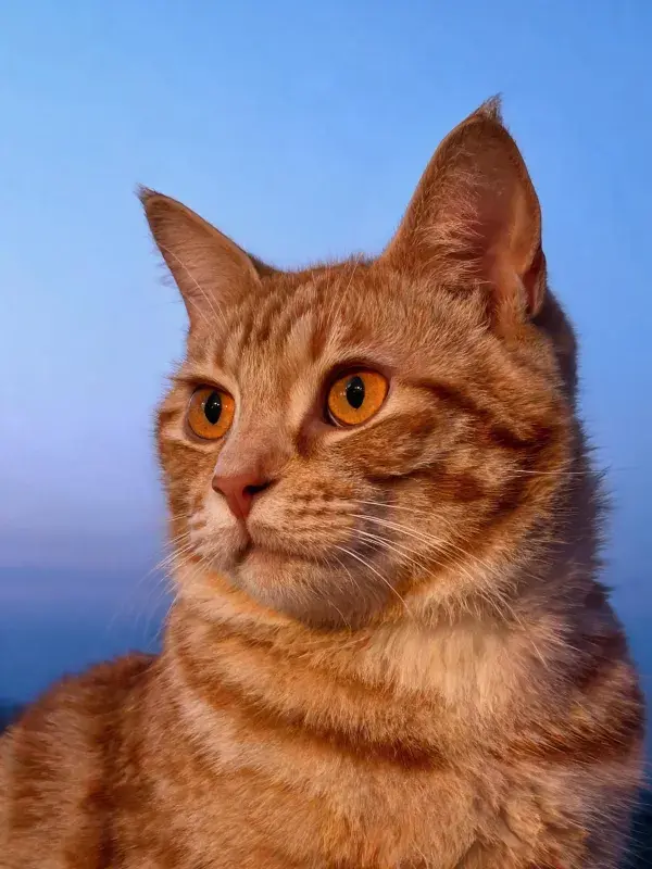 阳光下的橘色短毛猫特写