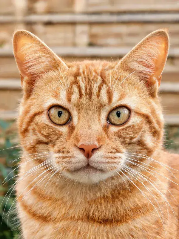 橘色短毛家猫注视镜头于户外