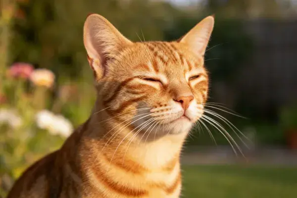 户外花园中的橙虎斑短毛猫