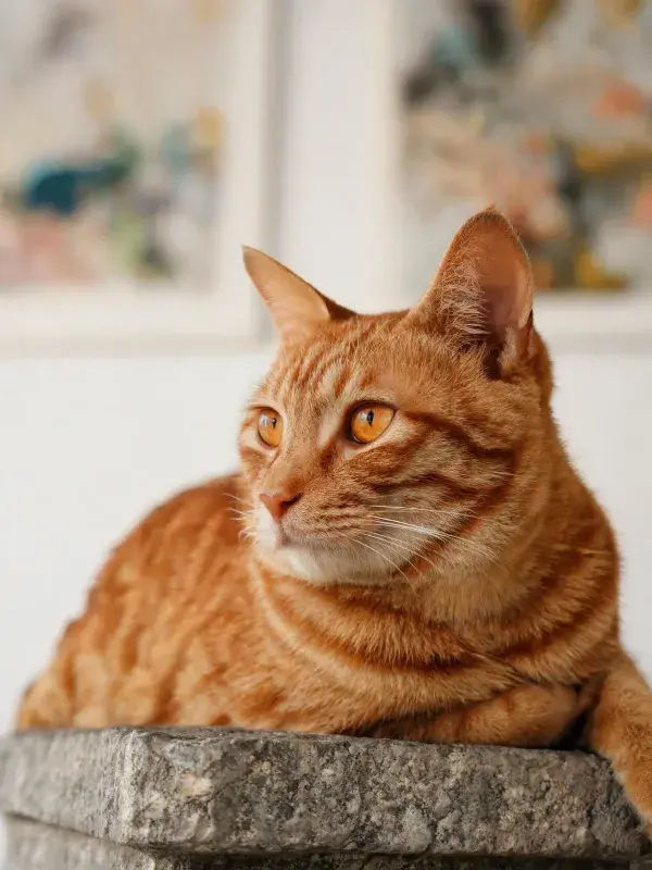 室内石质平台上橘色短毛猫的安静姿态