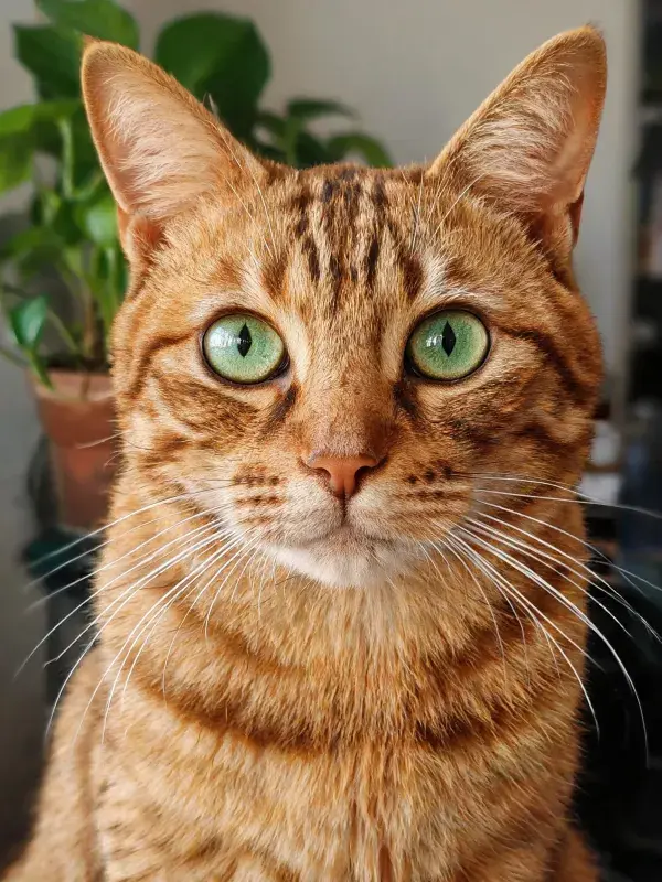 橘色虎斑短毛猫的近景特写