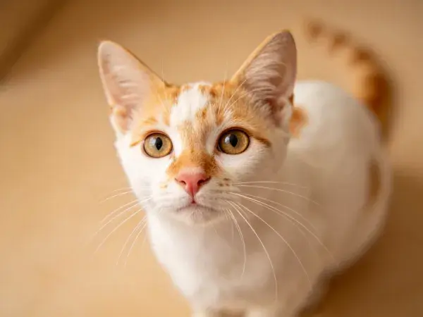 橘白短毛家猫特写镜头