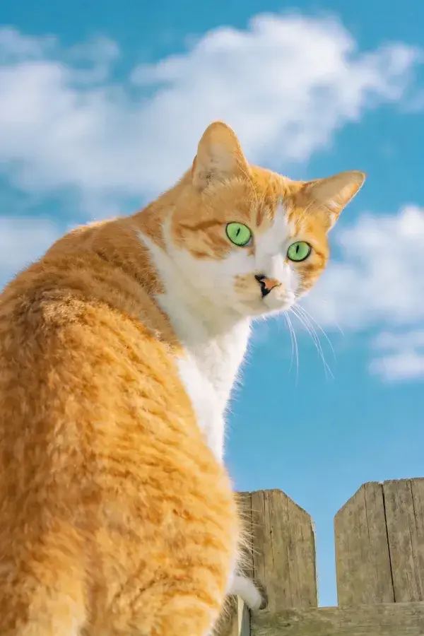 橙白短毛家猫木栅栏上眺望