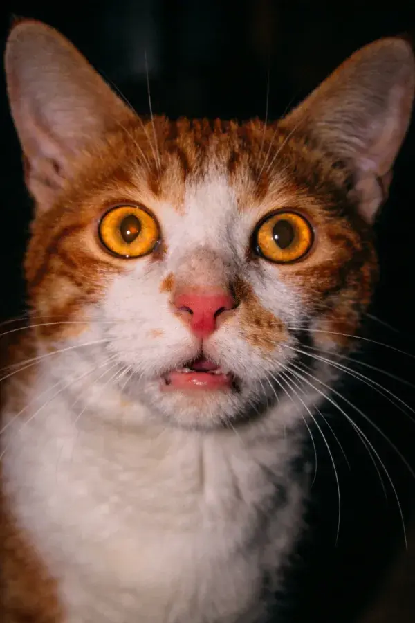 橙白相间短毛家猫凝视镜头