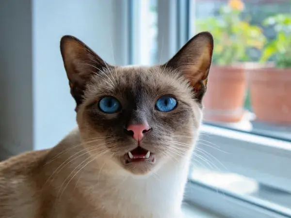 窗边光照下的暹罗猫特写