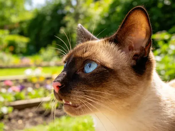 花园中蓝眼睛暹罗猫特写