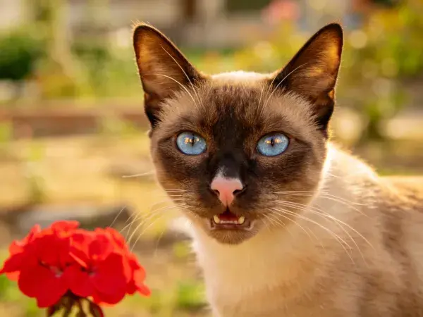 阳光下蓝眼睛暹罗猫与红花场景
